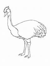 Emu Coloring Pages Printable Birds Print Kids Color sketch template