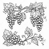 Grape Uva Vine Weinrebe Zeichnung Grapes Dell Leaf Isolated Vines Grapevine Trauben Raisin Weinranken Grappe Vineyard Ausmalen Weinkarte Gekritzel Rami sketch template