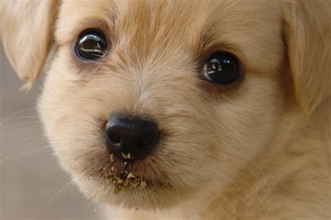 dogs    turn   puppy dog eyes