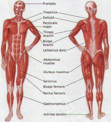 wonderful creature human body pictures images  anatomy diagrams