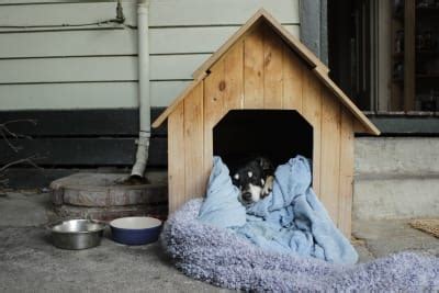 choose  dog house  cold weather greensboro vet