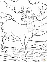Deer Coloring Mule Pages Whitetail Tailed Printable Color Buck Print Supercoloring Elk Drawing Tail Rocky Clipart Getcolorings Getdrawings Malvorlagen Colouring sketch template