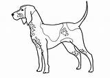 Foxhound Printable Coloring 5x7 Coloringpages 5x11 Etsy sketch template