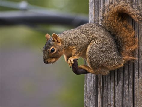 squirrel species wildlife removal