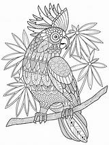 Papegaai Cockatoo Volwassenen Colouring Kaketoe Kleurboek Zentangle Stockillustratie sketch template