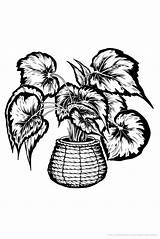 Begonia Houseplants Jaydeemahs sketch template