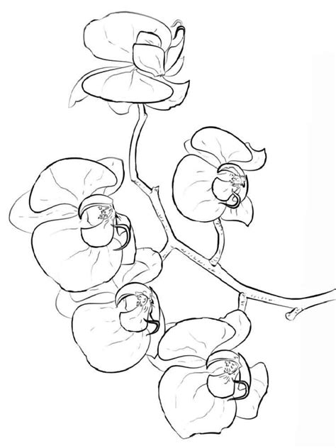 orchid coloring pages  printable coloring pages  kids