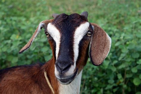 images    goat  pinterest baby goats psalm