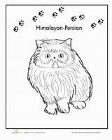 Himalayan sketch template