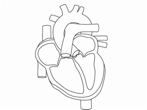 anatomical heart coloring page  human heart coloring pages coloring