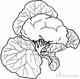 Cauliflower Kolorowanki Bestcoloringpagesforkids Collard Warzywka Kleurplaten Pepper Zucchini sketch template