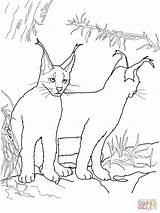 Coloring Pages Caracal Kittens Line Drawing Library Clipart Popular sketch template