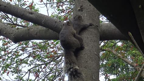 Lovely Gray Bellied Squirrel Callosciurus Caniceps Gray
