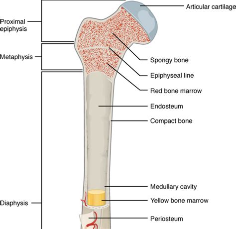 anatomy  physiology  bone anatomical charts posters
