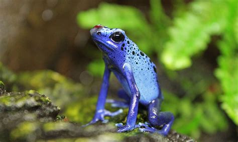la super rana venenosa flecha azul poison frog reptiles
