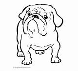 Bulldog Designlooter Getdrawings Mean 36kb sketch template