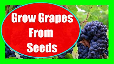 grow grapes  seeds grape seed germination youtube