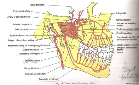 maxillary artery pptx dktor saad muhadharaty