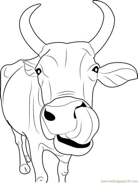 coloring pages printable coloring pages  cows clipart