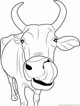 Cow Coloring Pages Cows Printable Clipart Clipartbest Cliparts sketch template