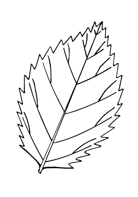 leaf outline illustration clipart  stock photo public domain pictures