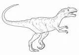Utahraptor Allosaurus Coloring Pages Raptor Template sketch template