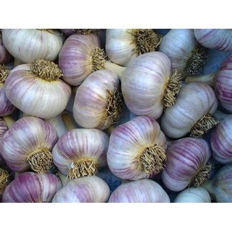 organic garlic  rs kilogram organic garlic id