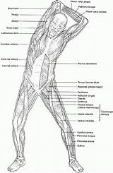 Muscles Physiology Designlooter Nervous sketch template