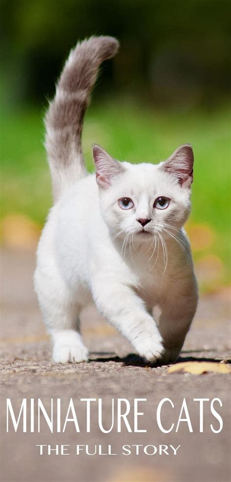 teacup cats  miniature cats  complete guide cat breeds cats rare cat breeds