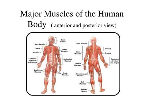 Ppt Major Muscles Of The Human Body Anterior And