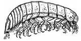 Clipart Isopod Designlooter Etc Bodies Isopods Tribe Tail Fan End Their Made Large sketch template