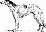 Borzoi Greyhound Onlinelabels Simpsons Similars 4vector I2clipart Mascota Domain sketch template