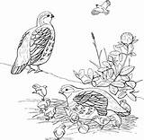 Coloring Pages Partridge sketch template
