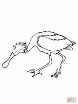 Coloring Spoonbill Bird Roseate Pages Supercoloring Drawing Printable Drawings sketch template
