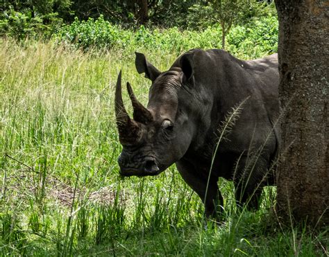 zziwa rhino sanctuary east african travel deals