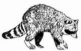 Mapache Raton Laveur Raccoon Coloriages Drawing sketch template