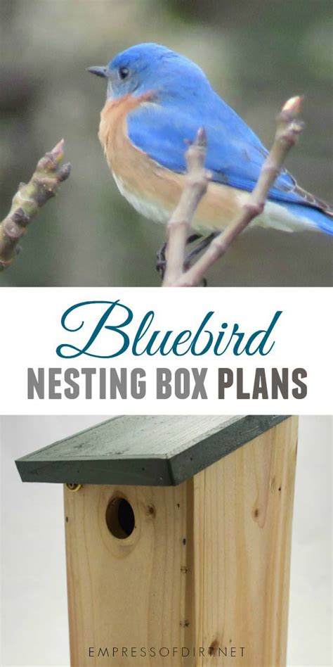 build  nesting box  bluebirds empress  dirt