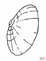 Muschel Ausmalbild Ausmalbilder Clam Muscheln Shell Ausmalen Kostenlos Ausdrucken Giant Shells Malvorlagen Kinderbilder Clipartmag sketch template