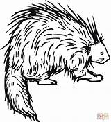 Porcupine Pages Coloring Printable Drawing Color Supercoloring Book Cape Clipart Line Porcupines Kids Animals Preschool Online Clipartmag Ipad Compatible Tablets sketch template