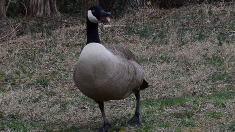 goose hissing loud sound noise youtube