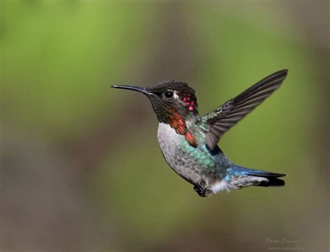 bee hummingbirdjpg birdforum