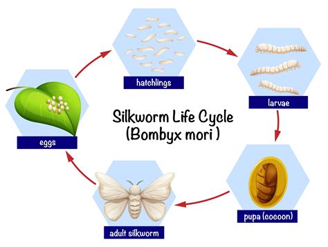 life cycle diagrams images