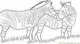 Zebra Coloring Looking Back Coloringpages101 Pages sketch template
