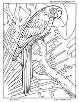Coloring Pages Rainforest Birds Animals Macaw Cool sketch template