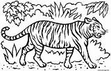 Tigre Dents Savane Magnifique Gratuit sketch template