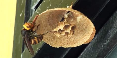 Time Lapse Asian Giant Hornet Queen Building A Nest Over