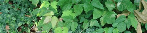 Quick Tip Identifying Poison Ivy [infographic] Guide Outdoors