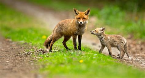 fox karey stroud