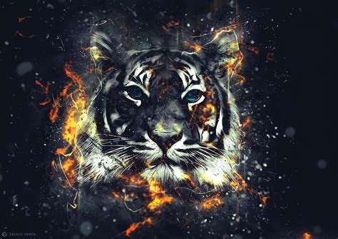 gambar wallpaper harimau hd terlihat keren gambar pixabay