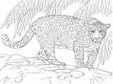 Colorear Jaguars Supercoloring Ausmalbild Zum Ausmalen Kleurplaat Kleurplaten Jacksonville Malvorlage Stampare Modeste Magnifique Grosser Tier Giaguari Leopard Giaguaro Reptiles Printmania sketch template